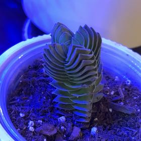 Photo of the plant species Crassula 'Buddha's Temple' by @Zumbachica named Circe on Greg, the plant care app