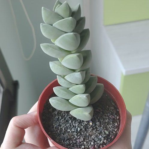 Photo of the plant species Crassula 'Moonglow' by @VipRye42 named da Vinci on Greg, the plant care app