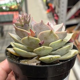 Photo of the plant species Echeveria 'Angel Kissed' by @HighestBlue41 named Tiny angry 🖤 on Greg, the plant care app