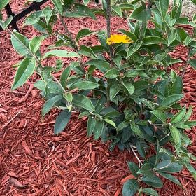 Photo of the plant species Sweet Olive by @AliveRedvein4 named Bodhi on Greg, the plant care app