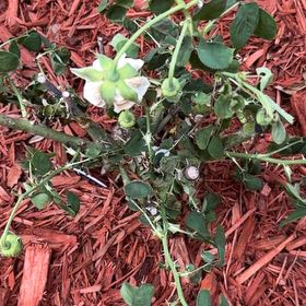 Photo of the plant species Field Pennycress by @AliveRedvein4 named Mollie on Greg, the plant care app