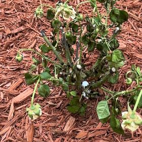 Photo of the plant species Red Chickweed by @AliveRedvein4 named Kendall on Greg, the plant care app