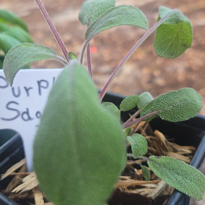 Photo of the plant species Purple Sage by @FamedAster49 named Sage on Greg, the plant care app