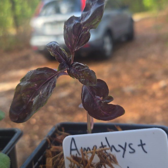 Photo of the plant species Amethyst Basil by @FamedAster49 named Amethyst on Greg, the plant care app