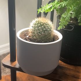 Photo of the plant species Mammilaria Spinosissima by @ProlificRose74 named Peter Parker on Greg, the plant care app