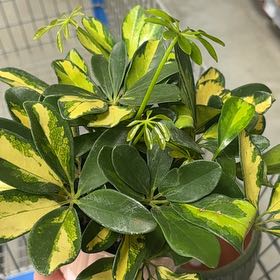 Photo of the plant species Moondrop Schefflera by @LordGiantreed60 named Shakira on Greg, the plant care app