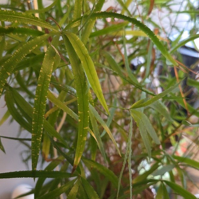 Photo of the plant species African Sumac by @OptimalBonsai95 named Bambi on Greg, the plant care app