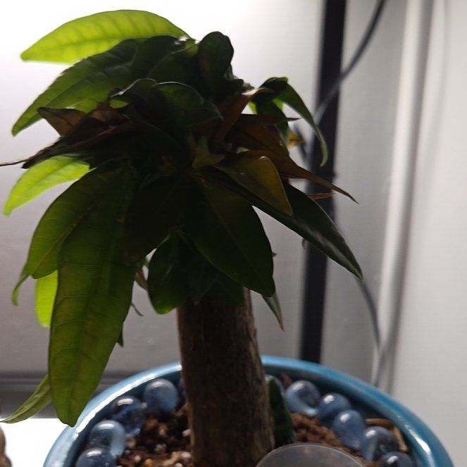 Photo of the plant species Pachira by @OptimalBonsai95 named Sequoia on Greg, the plant care app