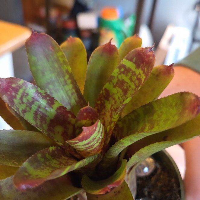 Photo of the plant species Neoregelia by @OptimalBonsai95 named Chameleon on Greg, the plant care app