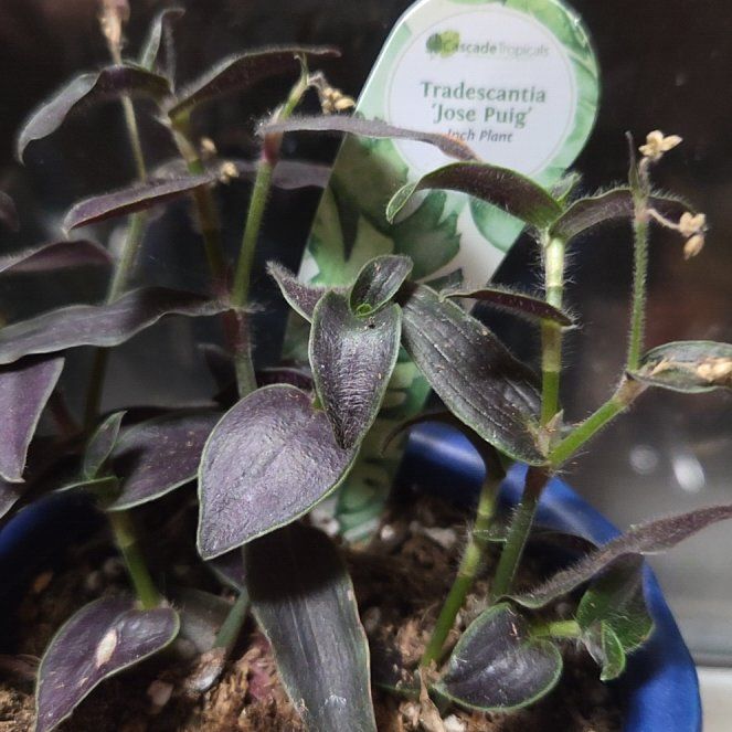Photo of the plant species Tradescantia 'Jose Puig' by @OptimalBonsai95 named Black velvet on Greg, the plant care app