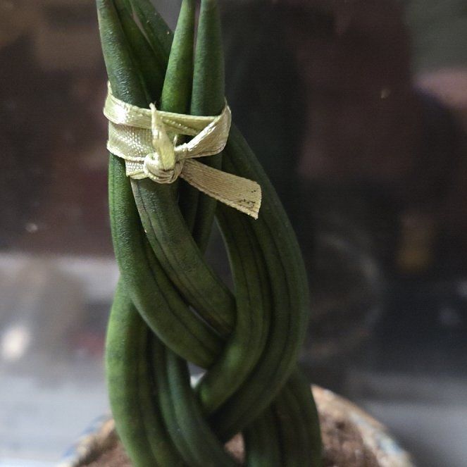 Photo of the plant species Sansevieria cylindrica 'Mohawk' by @OptimalBonsai95 named Weaver on Greg, the plant care app