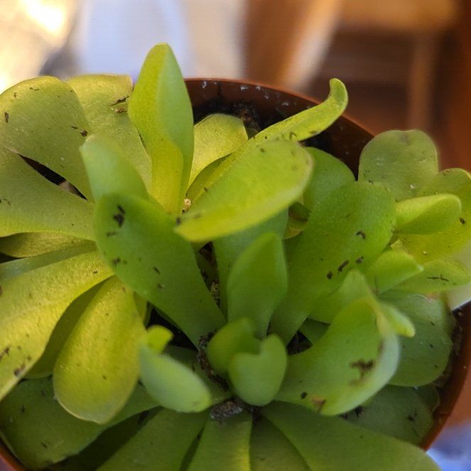 Photo of the plant species Common Butterwort by @OptimalBonsai95 named Chomp chomp chomp on Greg, the plant care app