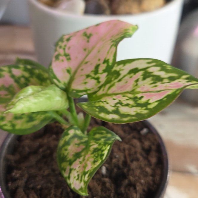 Photo of the plant species Aglaonema 'Favonian' by @OptimalBonsai95 named Pretty in Pink on Greg, the plant care app