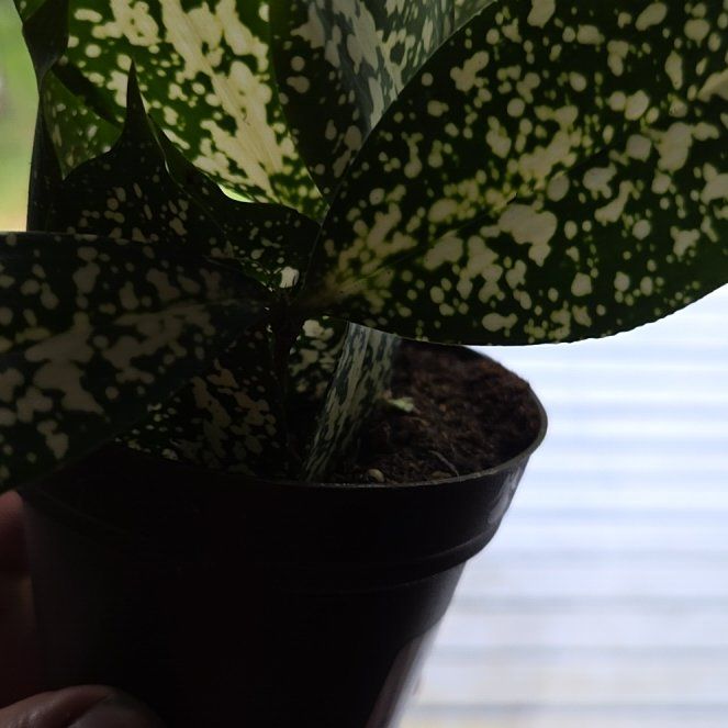 Photo of the plant species Florida Beauty by @OptimalBonsai95 named Spotty on Greg, the plant care app