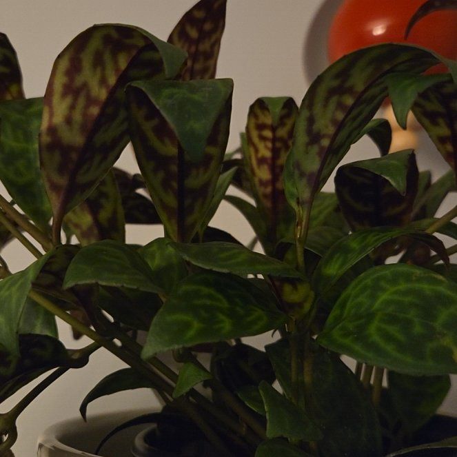 Photo of the plant species Lipstick Plant by @OptimalBonsai95 named Lipstick on Greg, the plant care app