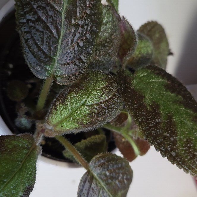 Photo of the plant species Flame Violet by @OptimalBonsai95 named Ember Rose on Greg, the plant care app