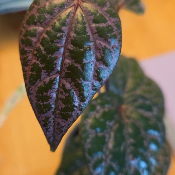 Photo of the plant species Piper Ornatum by @OptimalBonsai95 named PV on Greg, the plant care app