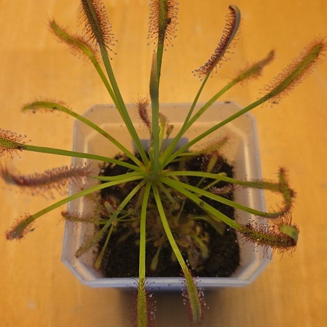 Photo of the plant species Cape Sundew by @OptimalBonsai95 named Flyinator on Greg, the plant care app