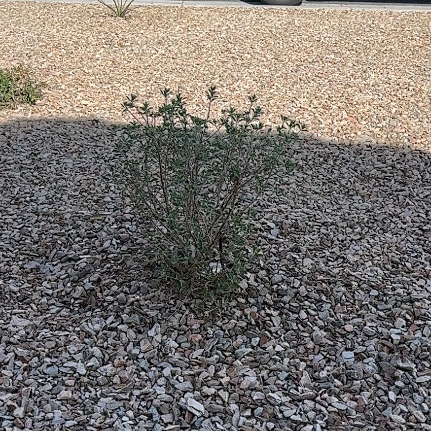 Photo of the plant species Herb Sophia by @FinestCatnip14 named Keanu Leaves on Greg, the plant care app