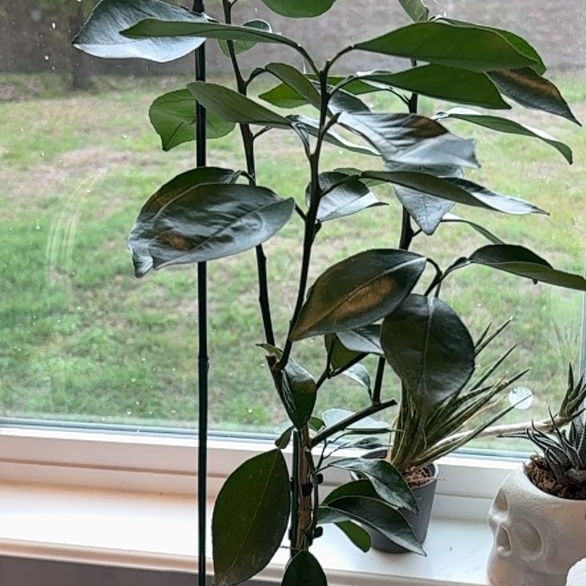 Photo of the plant species Cara Cara Orange Tree by @IconWildyam93 named Prince on Greg, the plant care app