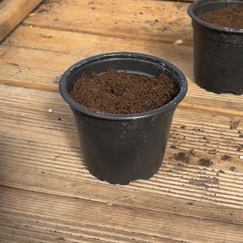 Photo of the plant species Peas by @StarPandan73 named Morgan Treeman on Greg, the plant care app