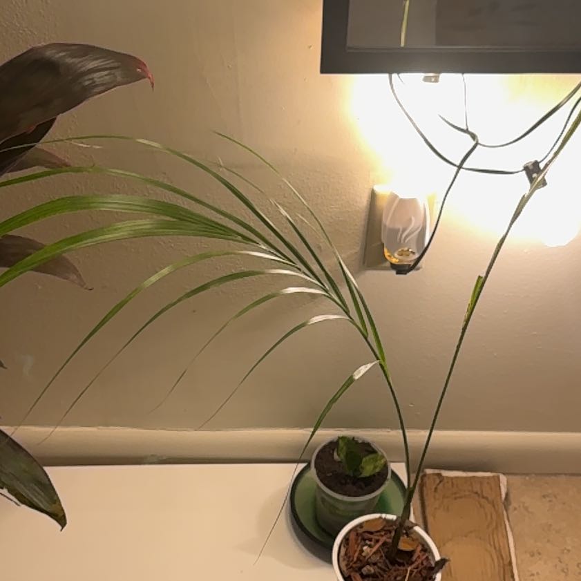 Photo of the plant species Date Palm Tree by @InimitableKoa33 named Curie on Greg, the plant care app