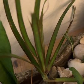 Photo of the plant species marginata cane by @InimitableKoa33 named Khaleesi on Greg, the plant care app