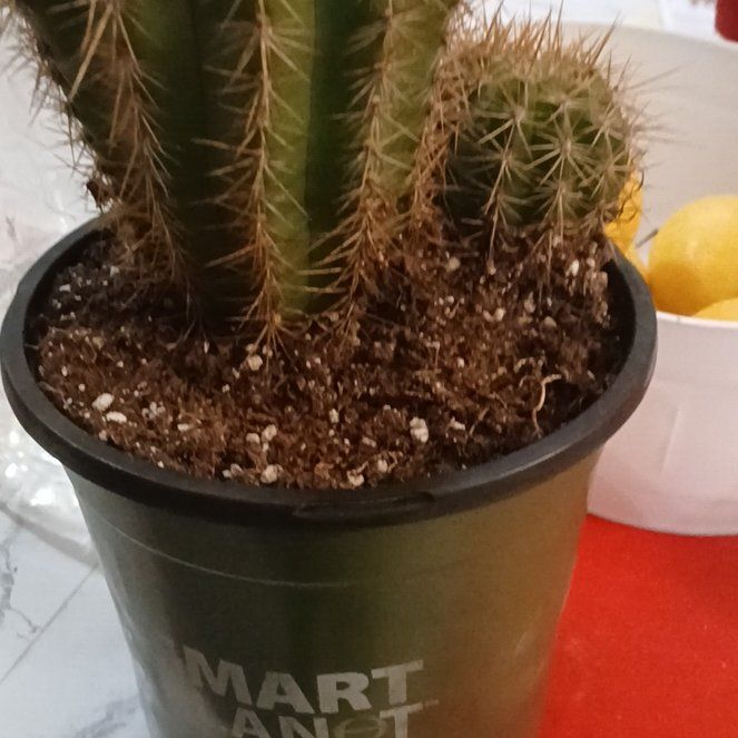 Photo of the plant species Torch Cactus by @VocalChia95 named Tree Diddy on Greg, the plant care app