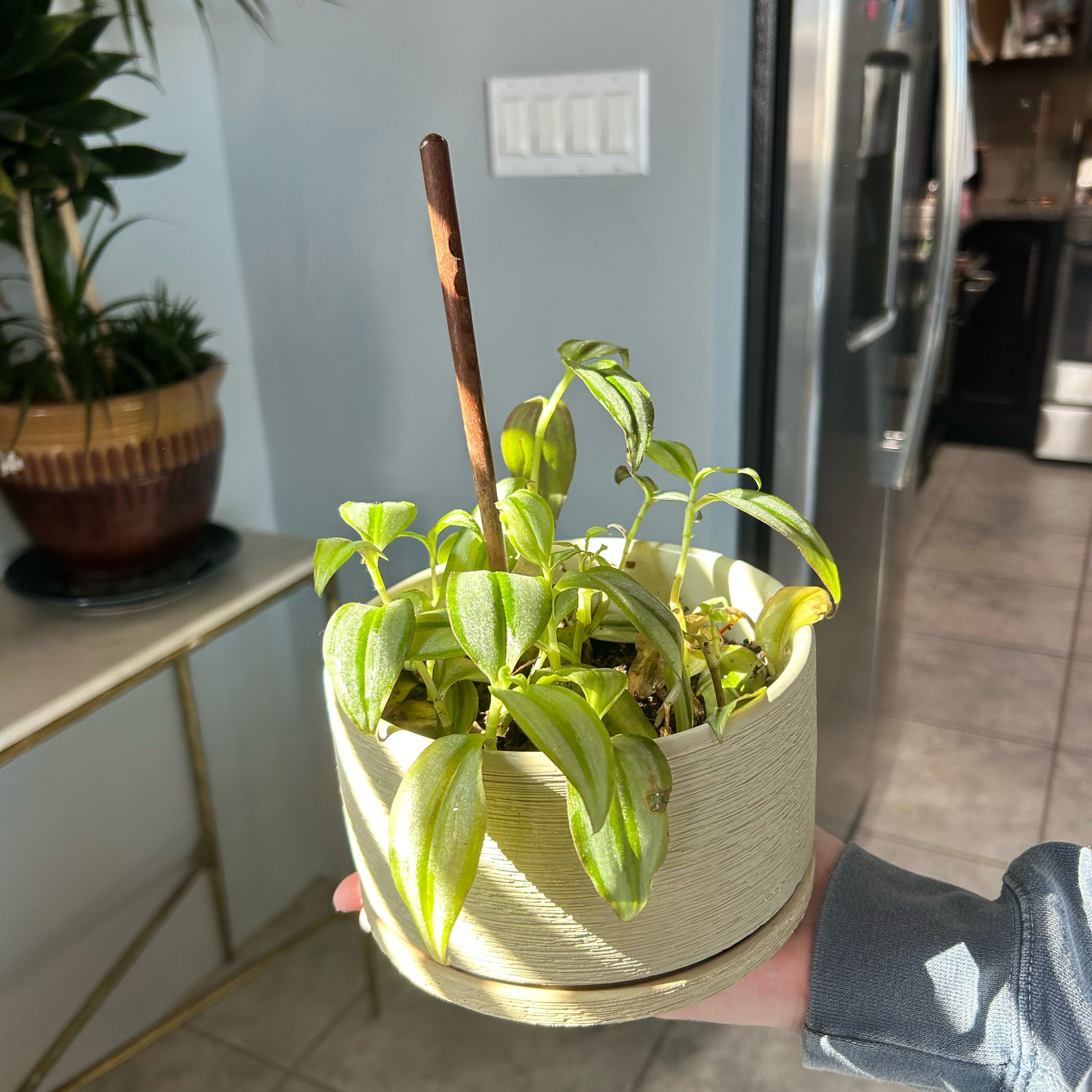 Photo of the plant species Silver Inch Plant by @RadSkunkbush1 named McZeb on Greg, the plant care app