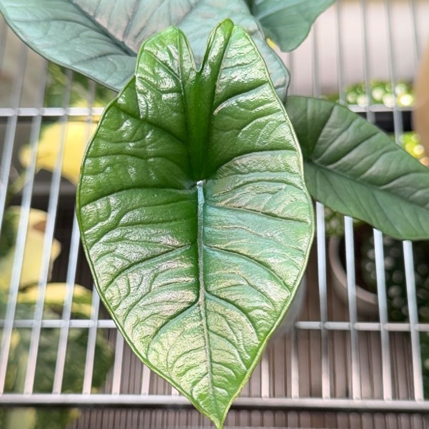 Photo of the plant species Alocasia Bisma by @Patsplants named Nina on Greg, the plant care app