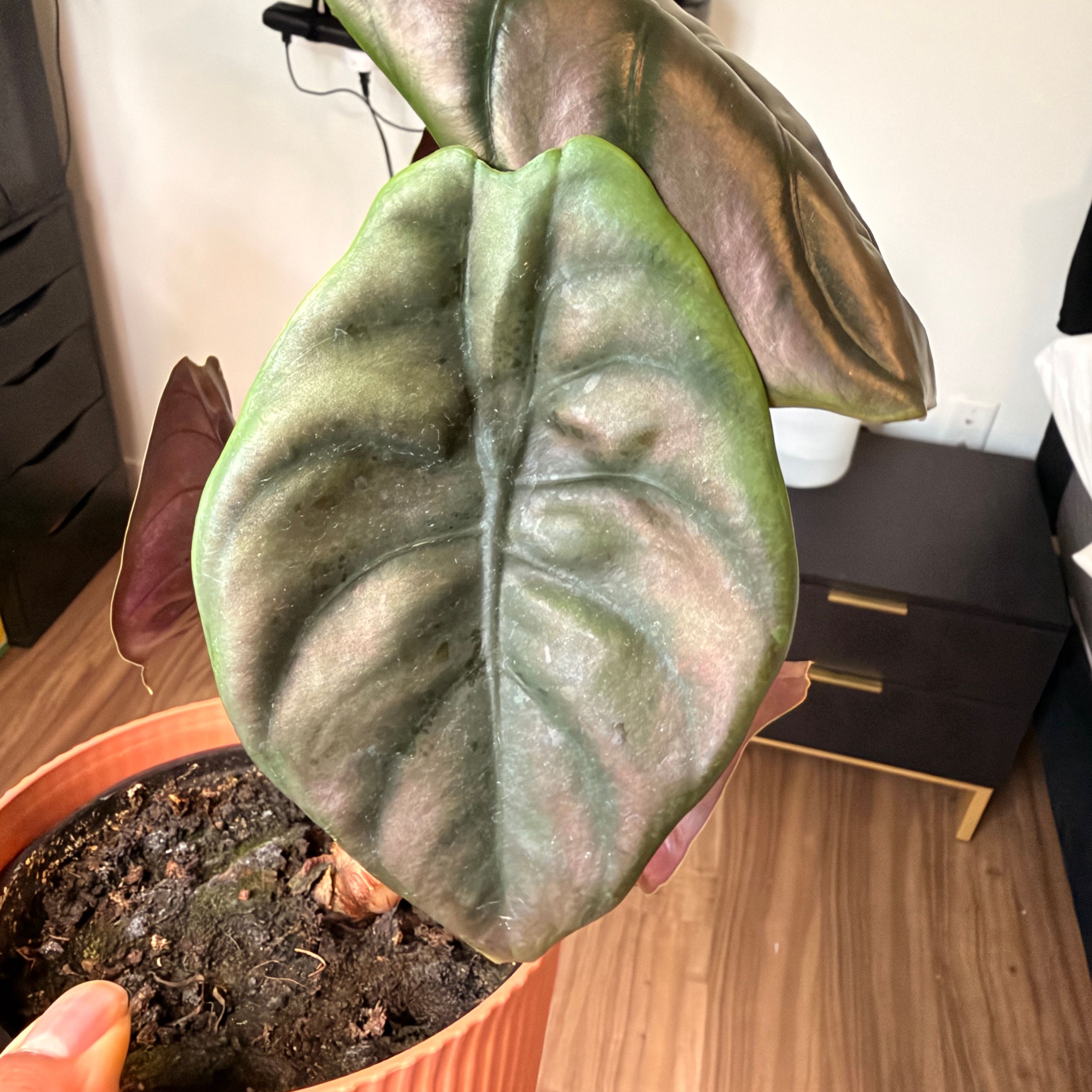 Photo of the plant species Alocasia Cuprea by @Patsplants named Dolores on Greg, the plant care app