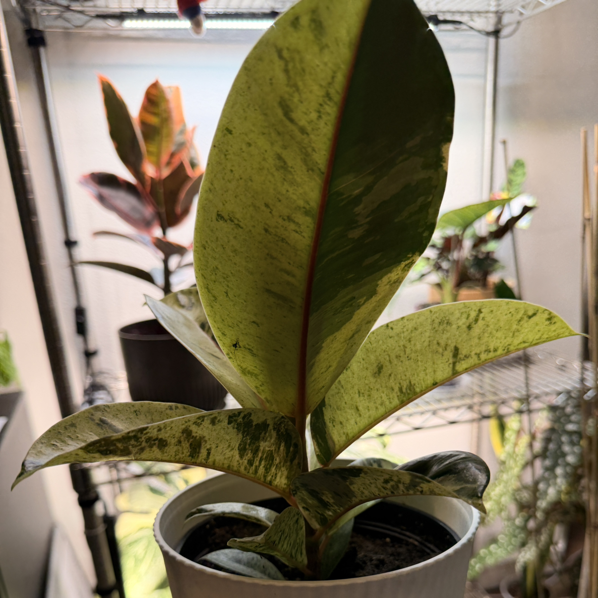 Photo of the plant species Ficus Shivereana by @Patsplants named Venus on Greg, the plant care app