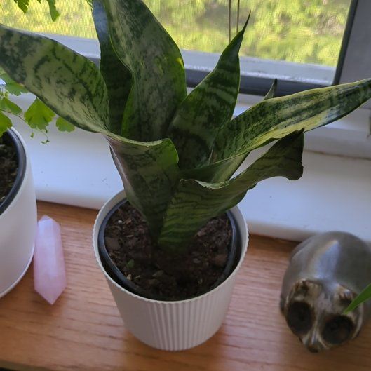 Photo of the plant species Jaboa Sansevieria by @AgelesslyMoss61 named Walt on Greg, the plant care app