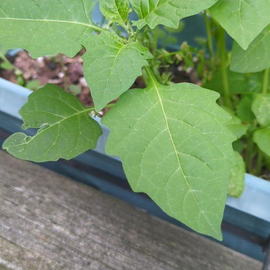 Photo of the plant species Black Nightshade by @AgelesslyMoss61 named Forrest on Greg, the plant care app