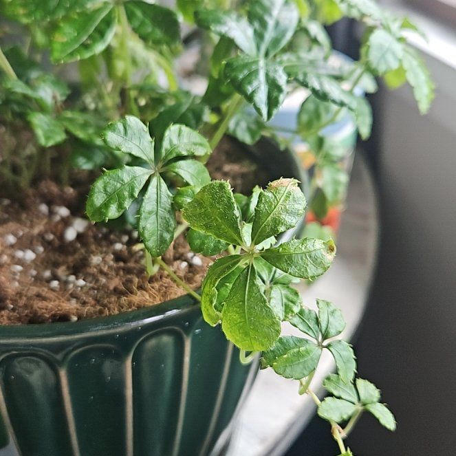 Photo of the plant species Verona Vein by @WelcomingGinger named Fernie Mac on Greg, the plant care app