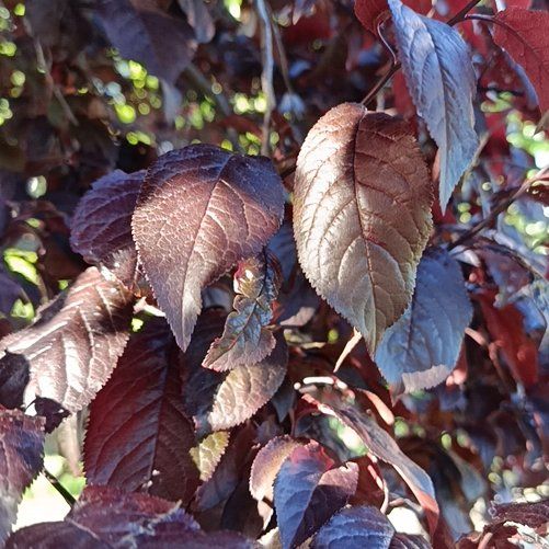 Photo of the plant species Cherry Plum by @LivelyDidelta18 named Elle on Greg, the plant care app