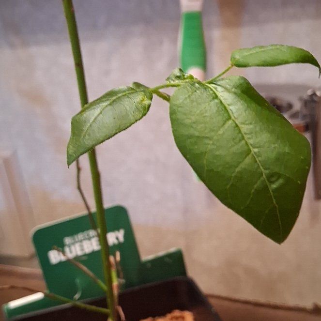 Photo of the plant species Bluecrop Blueberry by @BossNeem92 named Planty on Greg, the plant care app