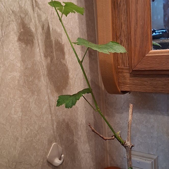 Photo of the plant species Canadice Grape by @BossNeem92 named Ulysses S Plant on Greg, the plant care app