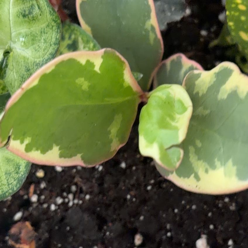 Photo of the plant species Rubber Plant 'Belize' by @NiftyGloriosa61 named Harmony on Greg, the plant care app