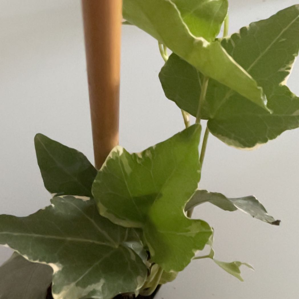 Photo of the plant species Princess Vine by @BoldPrasium39 named Elsa on Greg, the plant care app