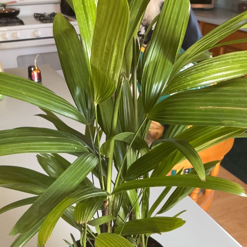 Photo of the plant species Lady Palm by @BoldPrasium39 named Beyoncé on Greg, the plant care app