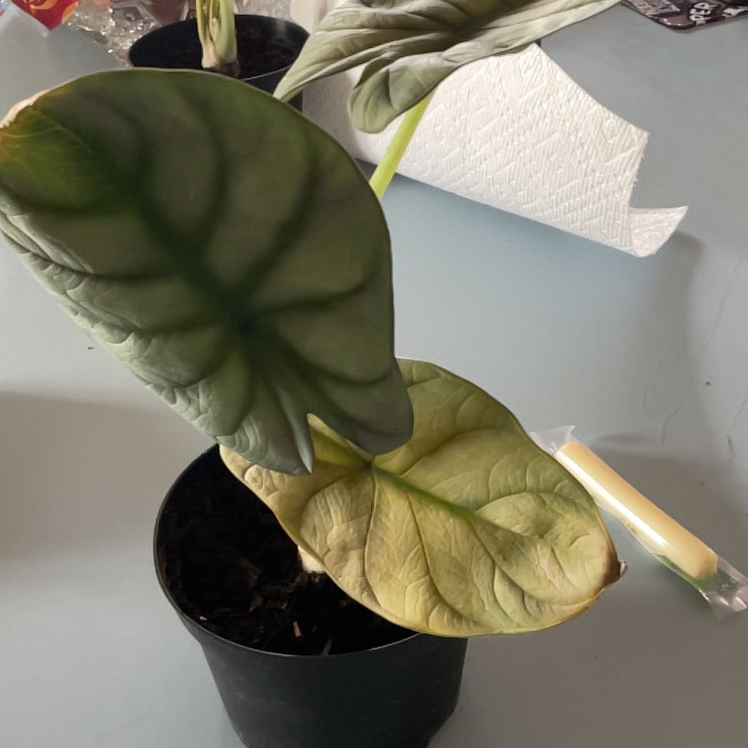 Photo of the plant species Alocasia Silver Dragon by @BoldPrasium39 named Puff on Greg, the plant care app