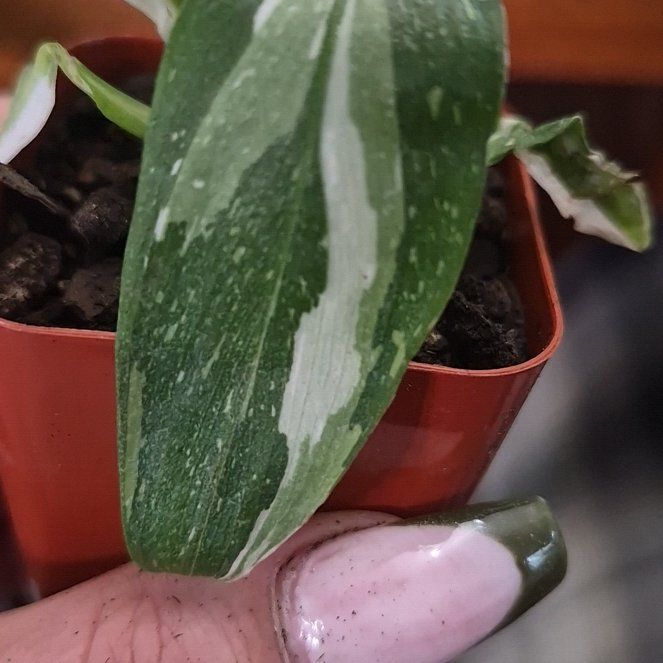 Photo of the plant species philodendron white princess by @MightyMystax19 named Prince on Greg, the plant care app