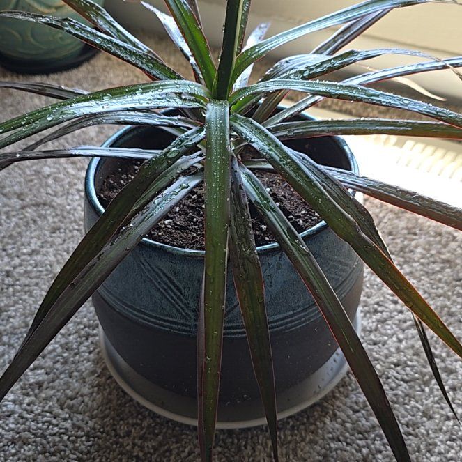 Photo of the plant species Dragon Tree by @GracefulTawa31 named Spike on Greg, the plant care app