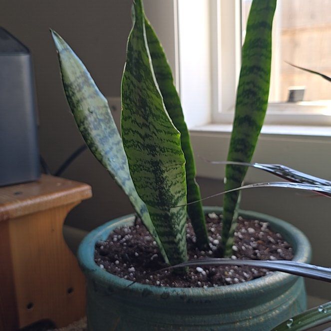 Photo of the plant species Snake Plant by @GracefulTawa31 named Sproutacus on Greg, the plant care app