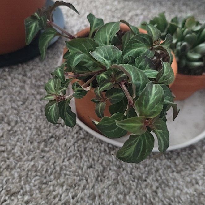 Photo of the plant species Lysimachia alfredi by @GracefulTawa31 named Eva on Greg, the plant care app