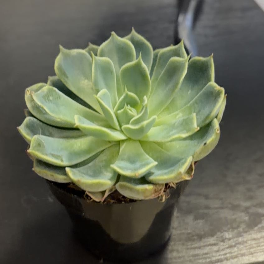 Photo of the plant species Echeveria by @FestiveTukauki named Nemo on Greg, the plant care app
