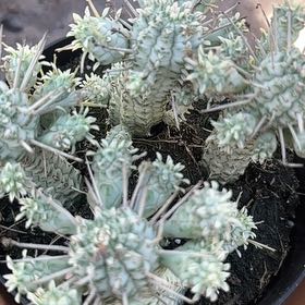 Photo of the plant species Medusa's Head by @HipTawa82 named Rihanna on Greg, the plant care app