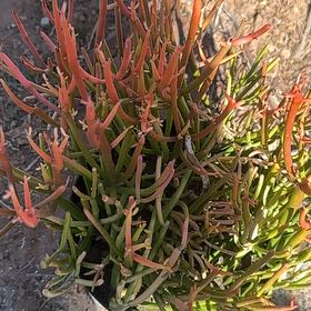 Photo of the plant species Goose Tongue by @HipTawa82 named Delilah on Greg, the plant care app