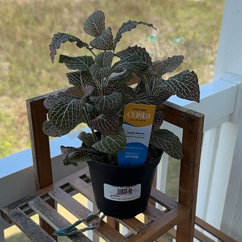 Photo of the plant species Juanita Nerve Plant by @CleanLukiwan94 named Ulysses S Plant on Greg, the plant care app
